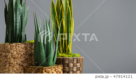 Snake plants in pots on grey background 47914121