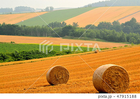 丘の牧草ロール 47915188