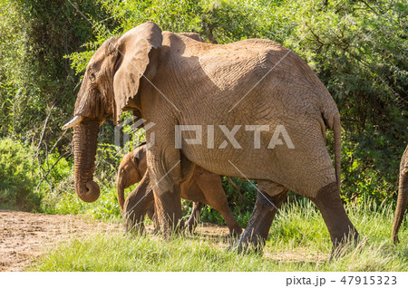 An old elephant in the savannah of Samburu An old elephant in the savannah of Samburu 47915323