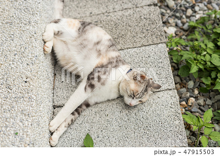 cat doze and sleep 47915503