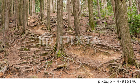 木の根 木の根 47916146