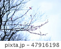 桜 さくら サクラ 47916198