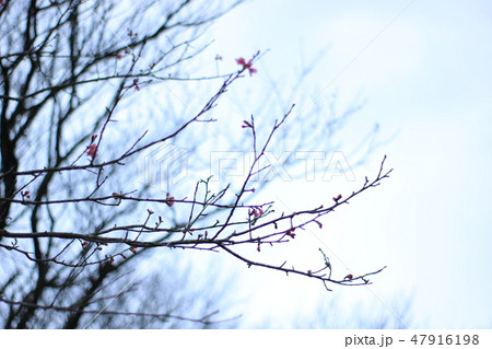 桜 さくら サクラ 47916198
