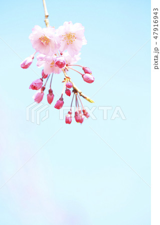 八重紅枝垂桜　クローズアップ　つぼみ 47916943