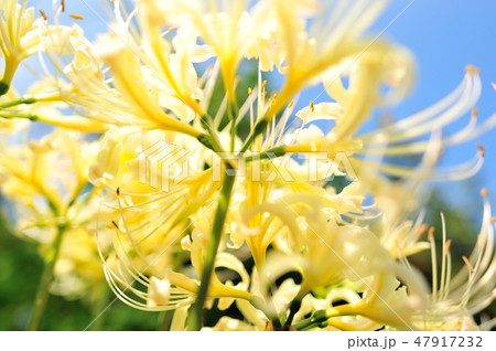 下から仰ぎ見た白曼珠沙華の花の蕊 47917232