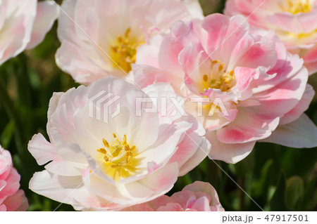 華やかなチューリップ　アンジェリケ 47917501