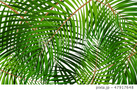Palm Leaf Vector Background Illustration Palm Leaf Vector Background Illustration 47917648