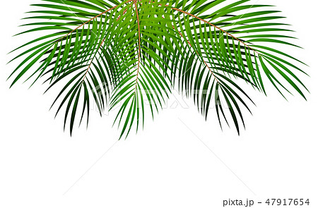 Palm Leaf Vector Background Illustration 47917654