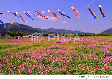 春日れんげまつり(篠山市春日町)空に泳ぐ鯉のぼり 47918018