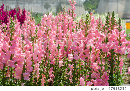 colorful flower of Snapdragon or Antirrhinum majus colorful flower of Snapdragon or Antirrhinum majus 47918252