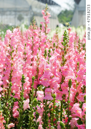 colorful flower of Snapdragon or Antirrhinum majus colorful flower of Snapdragon or Antirrhinum majus 47918253