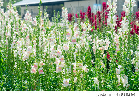 colorful flower of Snapdragon or Antirrhinum majus 47918264