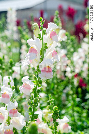 colorful flower of Snapdragon or Antirrhinum majus 47918269