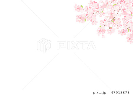 桜 背景イラストのイラスト素材