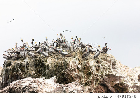 Ballestas Islands, Perù 47918549