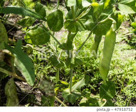 Green peas plant with young pods growing in the garden, sunlight, blurred background Green peas plant with young pods growing in the garden, sunlight, blurred background 47918752
