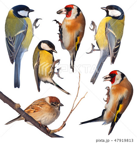 Birds Isolated 47919813