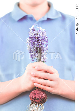 Hyacinth flower bulb with roots in hands 47920143