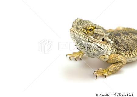 Agama lizard on the white 47921318