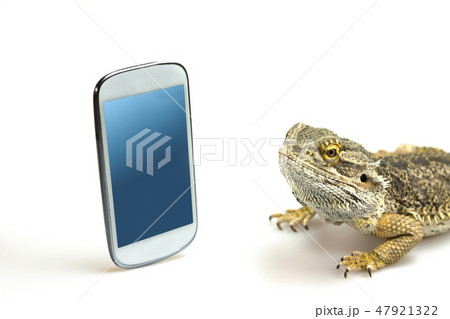 Lizard looking on the display of the smart phone 47921322