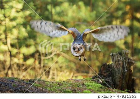 Barn owl - Tyto alba - in autumn forest 47921565