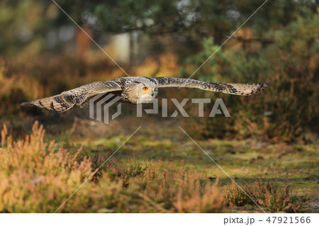 Siberian Eagle Owl, Bubo bubo, fly through forest Siberian Eagle Owl, Bubo bubo, fly through forest 47921566