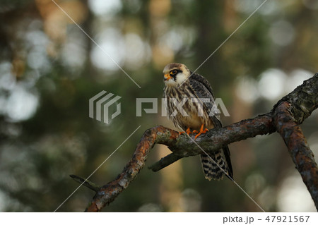 Red-footed falcon (Falco vespertinus) on branch Red-footed falcon (Falco vespertinus) on branch 47921567