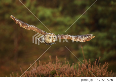 Flying Eurasian Tawny Owl, Strix aluco 47921570