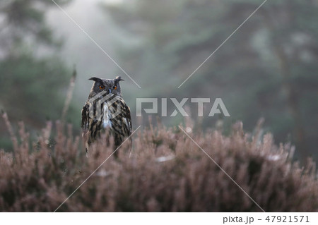 Eurasian eagle-owl stay in heather - Bubo bubo 47921571