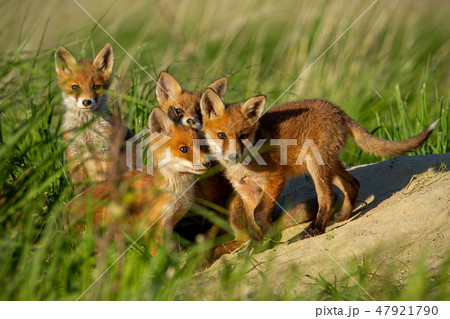 Red fox small young cubs near den curiously watching around. 47921790