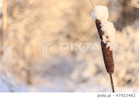 brown sugar cane stalk on a white background. Reeds in the snow 47922462