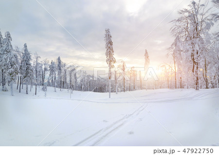 Winter sunset forest in Silesian Beskids mountains 47922750