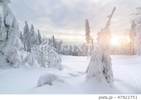 Sunset in winter forest in Silesian Beskids Sunset in winter forest in Silesian Beskids 47922751