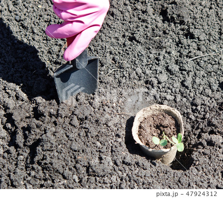 gardening gardening 47924312