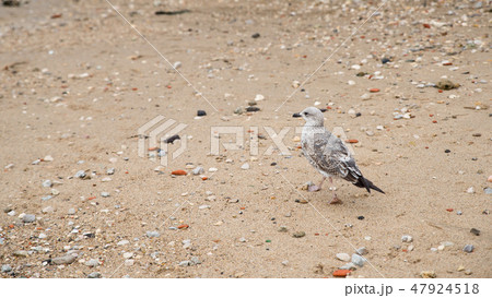 Little bird walking on the beach of lisbon Little bird walking on the beach of lisbon 47924518