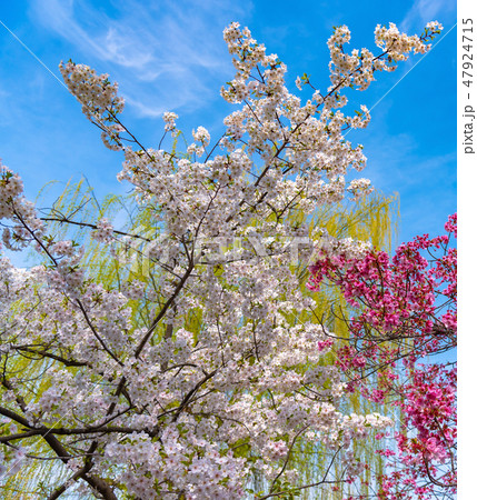 満開の桜 春のイメージ 染井吉野 色鮮やか春の風物詩 満開の桜 春のイメージ 染井吉野 色鮮やか春の風物詩 47924715
