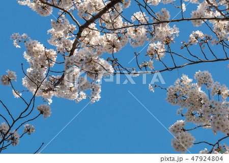 満開の桜　春のイメージ　染井吉野　色鮮やか春の風物詩 47924804