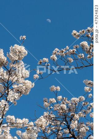 満開の桜 春のイメージ 染井吉野 色鮮やか春の風物詩 満開の桜 春のイメージ 染井吉野 色鮮やか春の風物詩 47924823