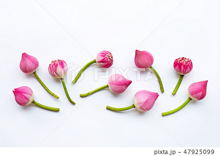 Lotus flowers on white. 47925099
