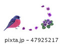 Beautiful pink robin bird and viola flowers, card. 47925217