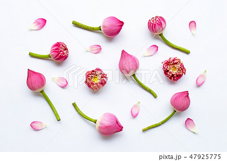 Pink lotus flower on white 47925775