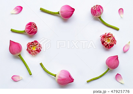Frame of pink lotus flowers on white 47925776