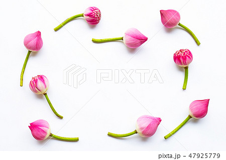 Frame of pink lotus flowers on white Frame of pink lotus flowers on white 47925779