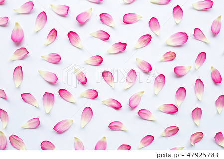 Lotus petals on white 47925783