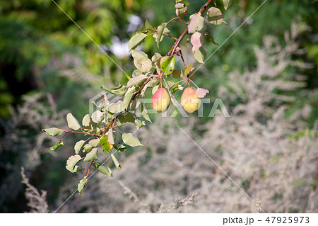 Ripe grapes hung on vineyards of grape trees 47925973