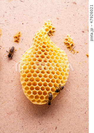 Bees eat honey from honeycomb cells 47926021
