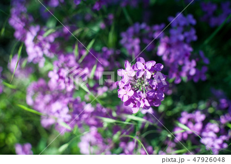 Blooming pink lilac flowers Blooming pink lilac flowers 47926048