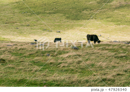 美ヶ原牧場【長野県美ヶ原高原】 47926340