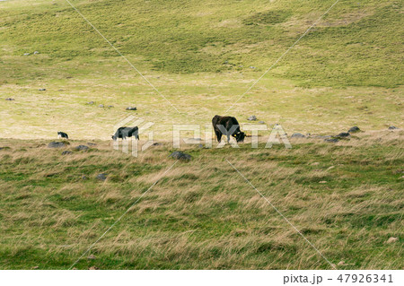 美ヶ原牧場【長野県美ヶ原高原】 美ヶ原牧場【長野県美ヶ原高原】 47926341