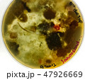 Petri dish with brown and red fungi with textures 47926669